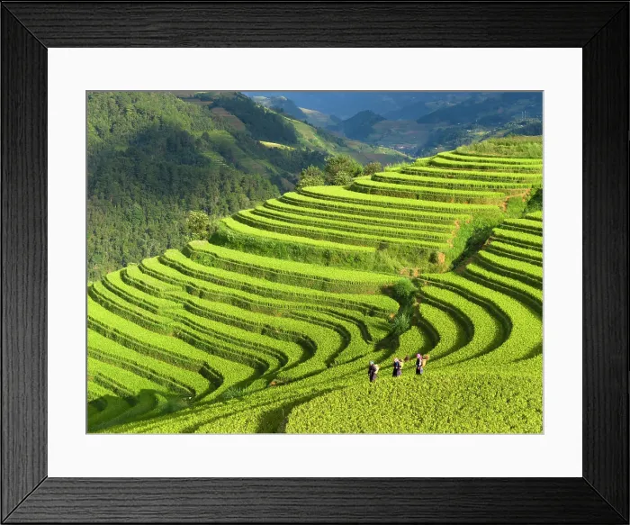 Framed Print : Aerial view of rice terraces, Mu Cang Chai, Northwest Vietnam, Asia Framed Print : Aerial view of rice terraces, Mu Cang Chai, Northwest Vietnam, Asia