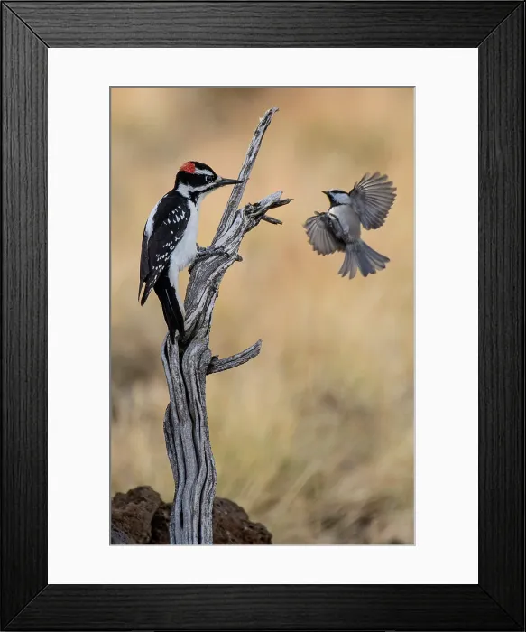 Framed Print : USA, Oregon, Bend, Downy woodpecker, Dryobates pubescens, with Chickadee Framed Print : USA, Oregon, Bend, Downy woodpecker, Dryobates pubescens, with Chickadee