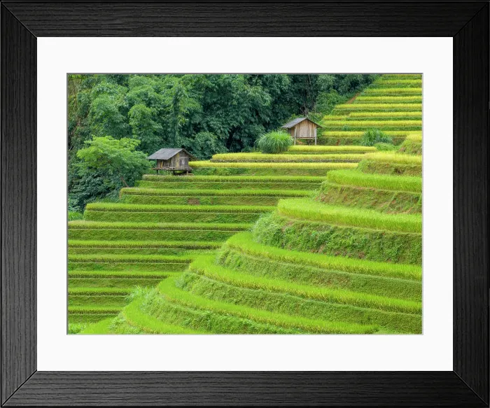 Framed Print : Rice terraces, Mu Cang Chai, Northwest Vietnam, Asia Framed Print : Rice terraces, Mu Cang Chai, Northwest Vietnam, Asia