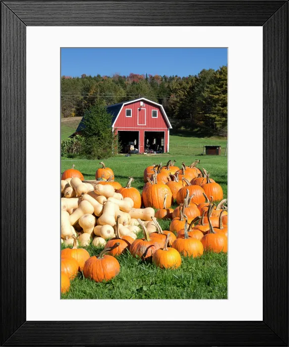 Framed Print : United States, USA Vermont, New England, Piles of pumpkins and butternut squash in front of a traditional red barn in the fall