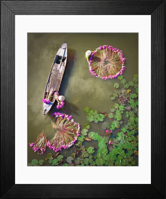 Framed Print : Aerial view of women harvesting water lilies, Long An, South Vietnam, Asia Framed Print : Aerial view of women harvesting water lilies, Long An, South Vietnam, Asia
