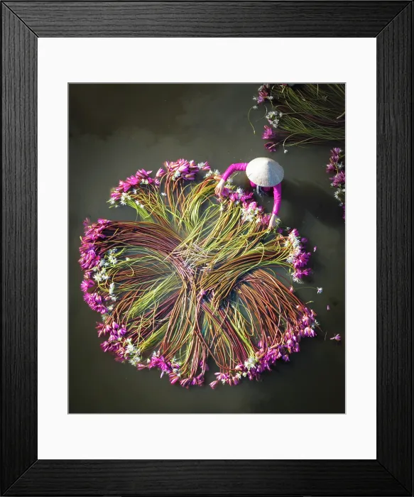 Framed Print : Aerial view of women harvesting water lilies, Long An, South Vietnam, Asia Framed Print : Aerial view of women harvesting water lilies, Long An, South Vietnam, Asia