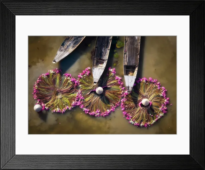 Framed Print : Aerial view of women harvesting water lilies, Long An, South Vietnam, Asia Framed Print : Aerial view of women harvesting water lilies, Long An, South Vietnam, Asia