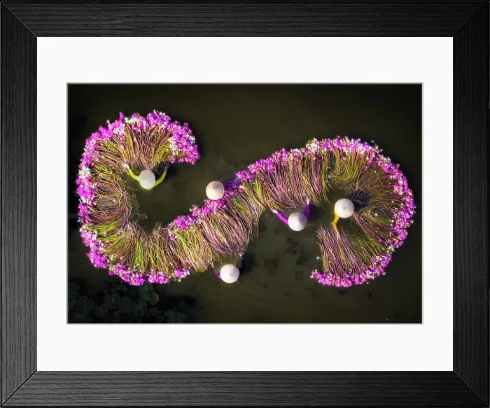 Framed Print : Aerial view of women harvesting water lilies, Long An, South Vietnam, Asia Framed Print : Aerial view of women harvesting water lilies, Long An, South Vietnam, Asia