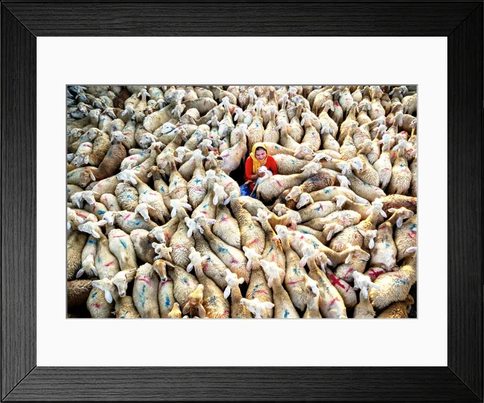 Framed Print : Drone view of a smiling woman petting a lamb on a sheep farm, Vietnam. (MR) Framed Print : Drone view of a smiling woman petting a lamb on a sheep farm, Vietnam. (MR)