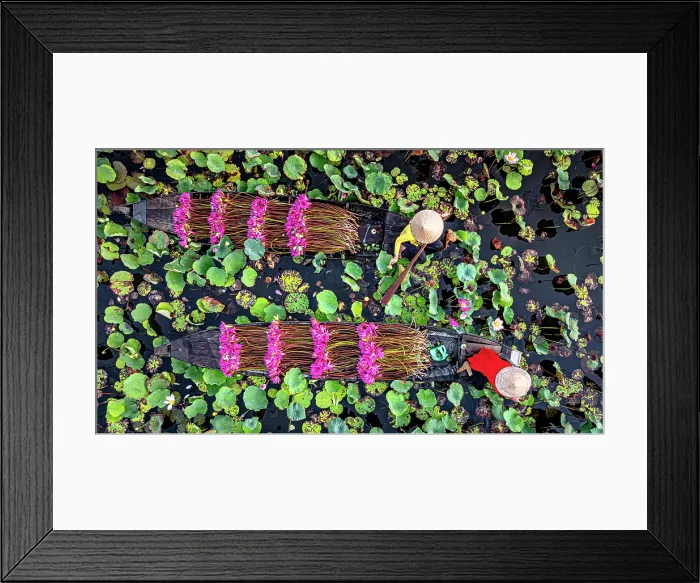 Framed Print : Women on boats carrying pink lily flowers in the lotus-covered Mekong River, Vietnam. (MR) Framed Print : Women on boats carrying pink lily flowers in the lotus-covered Mekong River, Vietnam. (MR)