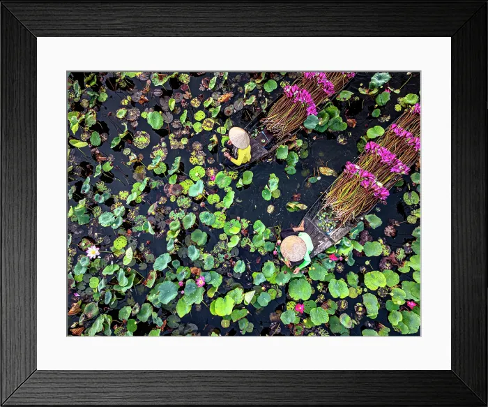 Framed Print : Vietnamese women carrying lily flowers through Mekong River covered with lotus, Vietnam. (MR)