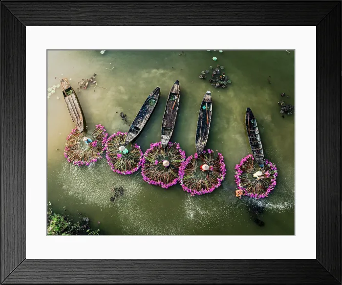 Framed Print : Women forming circular patterns with collected lily flowers in the Mekong Delta, Vietnam. (MR) Framed Print : Women forming circular patterns with collected lily flowers in the Mekong Delta, Vietnam. (MR)