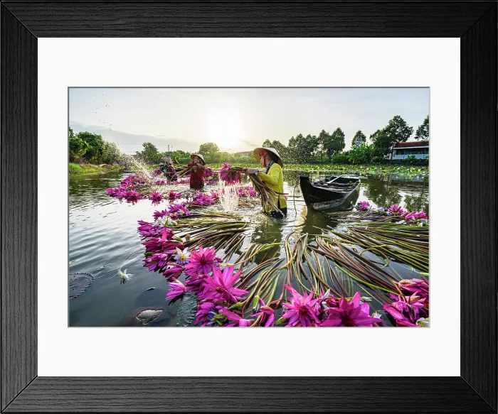Framed Print : Women harvesting lily flower plants from Mekong Delta, Vietnam. (MR) Framed Print : Women harvesting lily flower plants from Mekong Delta, Vietnam. (MR)