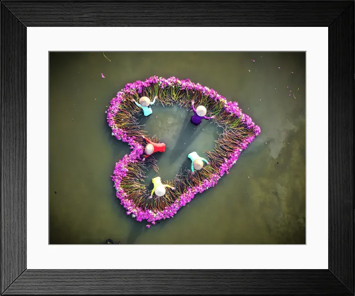 Framed Print : Vietnamese women arranging pink lily flowers into a heart, Mekong Delta, Vietnam. (MR) Framed Print : Vietnamese women arranging pink lily flowers into a heart, Mekong Delta, Vietnam. (MR)