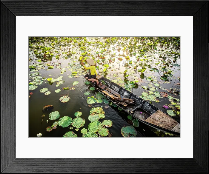Framed Print : Woman navigating a boat through lotus leaves on a river in the Mekong Delta, Vietnam. (MR) Framed Print : Woman navigating a boat through lotus leaves on a river in the Mekong Delta, Vietnam. (MR)