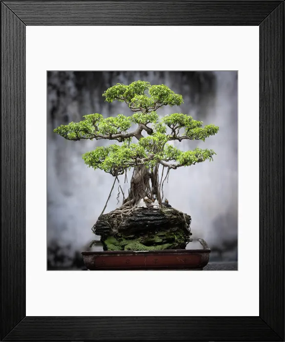 Framed Print : Bonsai tree, Temple of Literature, Hanoi, North Vietnam, Asia Framed Print : Bonsai tree, Temple of Literature, Hanoi, North Vietnam, Asia