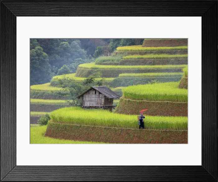Framed Print : Rice terraces, Mu Cang Chai, Northwest Vietnam, Asia Framed Print : Rice terraces, Mu Cang Chai, Northwest Vietnam, Asia