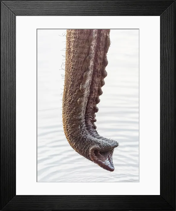 Framed Print : africa, Zimbabwe, Mana Pools National Park. An elephant trunk close up Framed Print : africa, Zimbabwe, Mana Pools National Park. An elephant trunk close up
