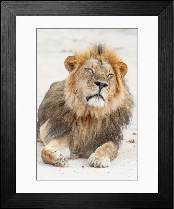 Framed Print : africa, Zimbabwe, Mana Pools National Park. A beautiful male lion sleeping Framed Print : africa, Zimbabwe, Mana Pools National Park. A beautiful male lion sleeping