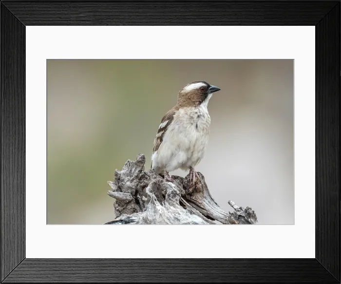 Framed Print : africa, Zimbabwe, Mana Pools National Park. A white browed sparrow weaver Framed Print : africa, Zimbabwe, Mana Pools National Park. A white browed sparrow weaver