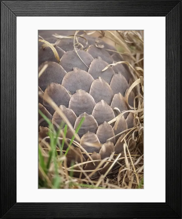Framed Print : africa, Zimbabwe, Hwange National Park. A ground pangolin hiding in the grass Framed Print : africa, Zimbabwe, Hwange National Park. A ground pangolin hiding in the grass