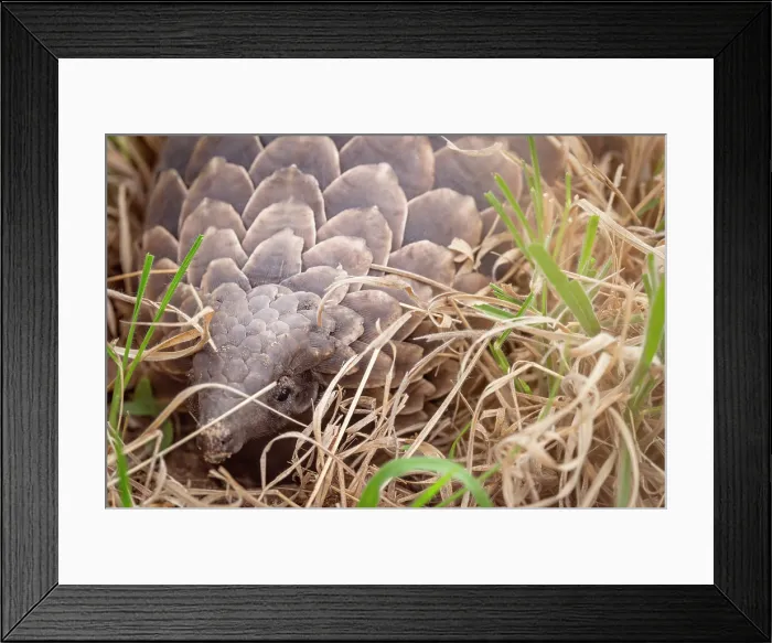 Framed Print : africa, Zimbabwe, Hwange National Park. A ground pangolin hiding in the grass Framed Print : africa, Zimbabwe, Hwange National Park. A ground pangolin hiding in the grass
