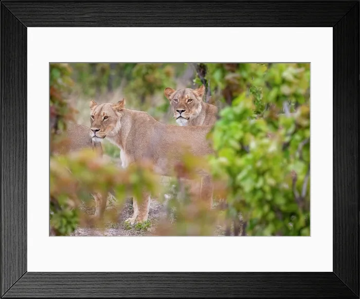 Framed Print : africa, Zimbabwe, Hwange National Park. a group of lions Framed Print : africa, Zimbabwe, Hwange National Park. a group of lions