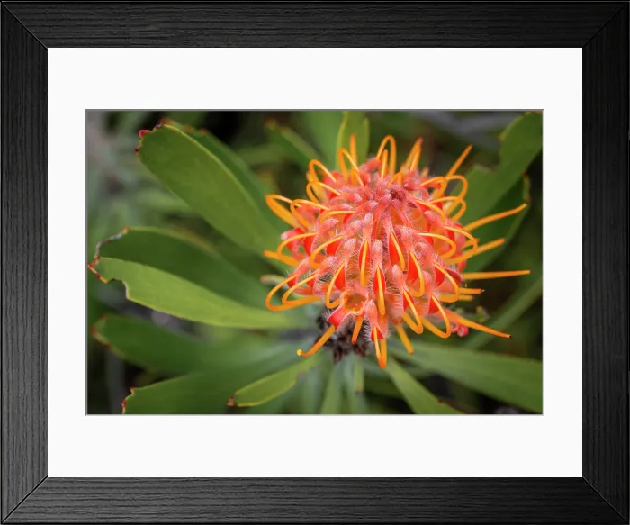 Framed Print : africa, Zimbabwe, Chimanimani Mountains