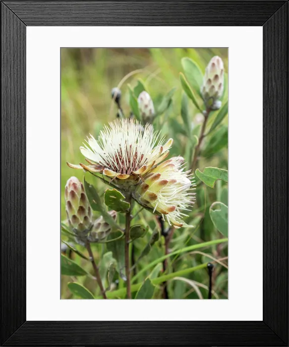 Framed Print : africa, Zimbabwe, Chimanimani Mountains