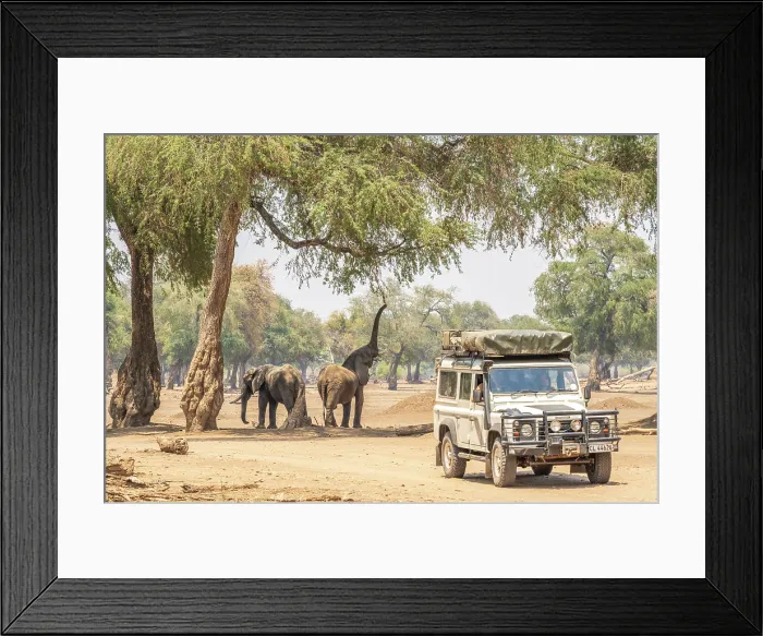 Framed Print : africa, Zimbabwe, Mana Pools National Park. A safari car observing elephants Framed Print : africa, Zimbabwe, Mana Pools National Park. A safari car observing elephants