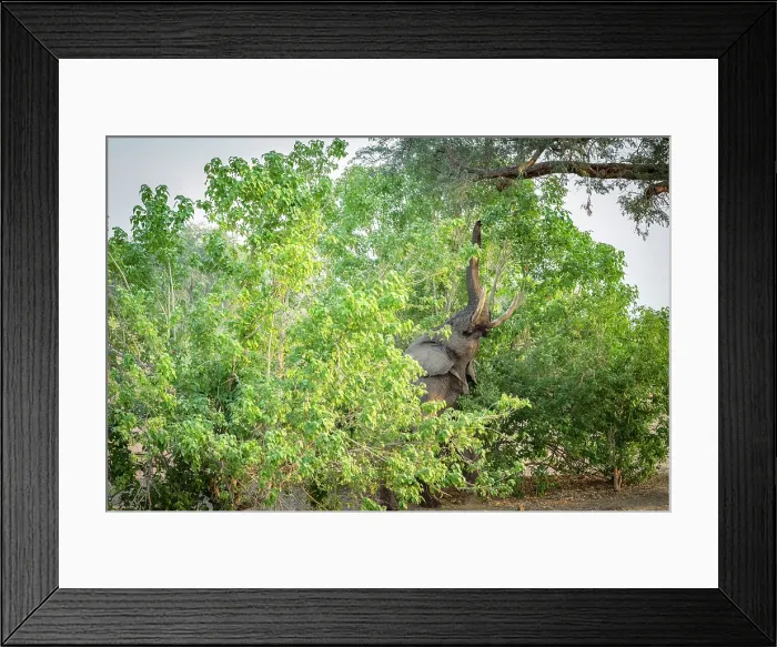Framed Print : africa, Zimbabwe, Mana Pools National Park. Famous Freddy elephant bull performing Mana Stretch