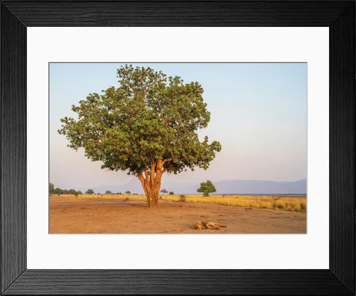 Framed Print : africa, Zimbabwe, Mana Pools National Park. Sunrise with male lion sleeping Framed Print : africa, Zimbabwe, Mana Pools National Park. Sunrise with male lion sleeping