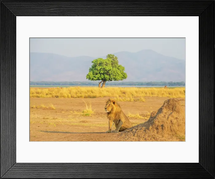 Framed Print : africa, Zimbabwe, Mana Pools National Park. A lone male lion on the river bank near a tree in the morning light Framed Print : africa, Zimbabwe, Mana Pools National Park. A lone male lion on the river bank near a tree in the morning light
