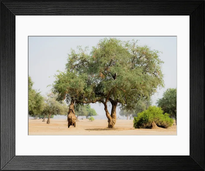 Framed Print : africa, Zimbabwe, Mana Pools National Park. Wild Elephant bull (called Boris) performing the stand up browsing in the Ana tree Framed Print : africa, Zimbabwe, Mana Pools National Park. Wild Elephant bull (called Boris) performing the stand up browsing in the Ana tree