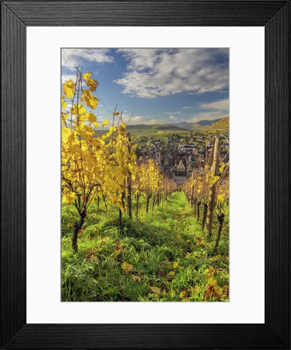 Framed Print : Vineyards in autumn, Riquewihr, Haut-Rhin, Alsace, Grand Est, France Framed Print : Vineyards in autumn, Riquewihr, Haut-Rhin, Alsace, Grand Est, France