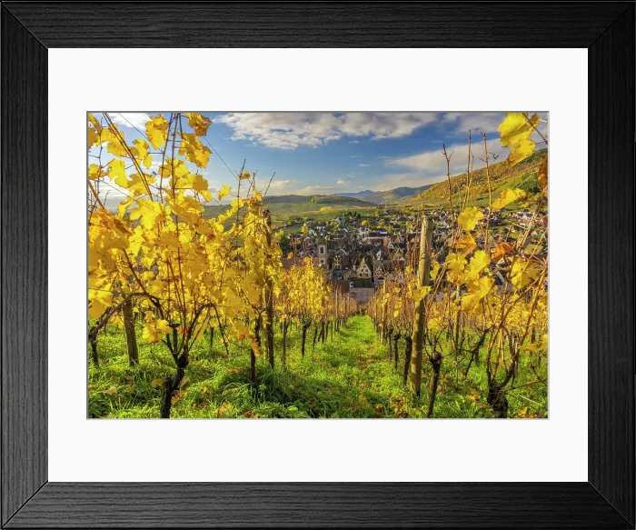 Framed Print : Vineyards in autumn, Riquewihr, Haut-Rhin, Alsace, Grand Est, France Framed Print : Vineyards in autumn, Riquewihr, Haut-Rhin, Alsace, Grand Est, France