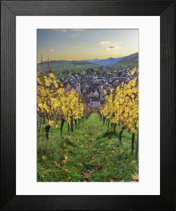Framed Print : Vineyards in autumn, Riquewihr, Haut-Rhin, Alsace, Grand Est, France Framed Print : Vineyards in autumn, Riquewihr, Haut-Rhin, Alsace, Grand Est, France