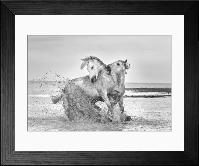 Framed Print : Europe, France, Provence-Alpes-Cote d'Azur, Bouches-du-Rhone, Camargue, Saintes-Maries-de-la-Mer, two stallions sparring in the marshes