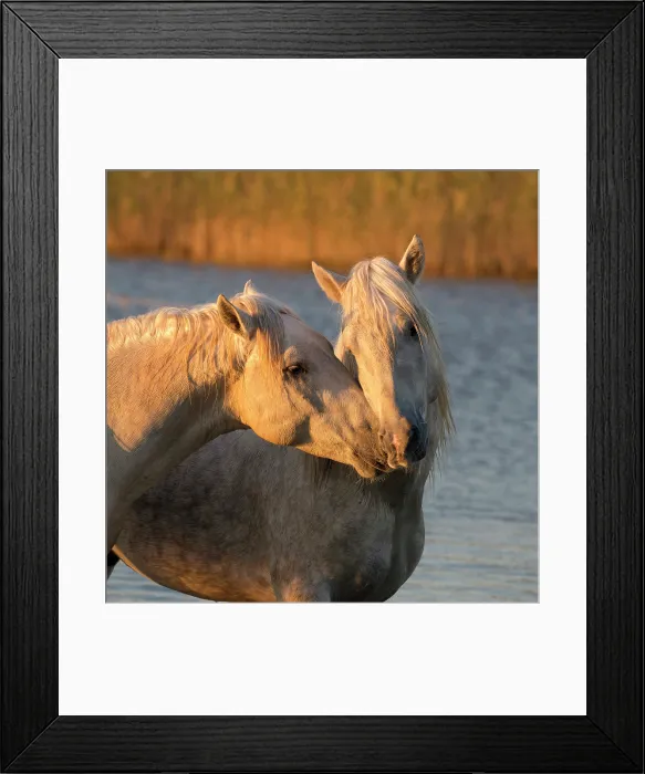 Framed Print : Europe, France, Provence-Alpes-Cote d'Azur, Bouches-du-Rhone, Camargue, Saintes-Maries-de-la-Mer, two white horses smell eachother Framed Print : Europe, France, Provence-Alpes-Cote d'Azur, Bouches-du-Rhone, Camargue, Saintes-Maries-de-la-Mer, two white horses smell eachother