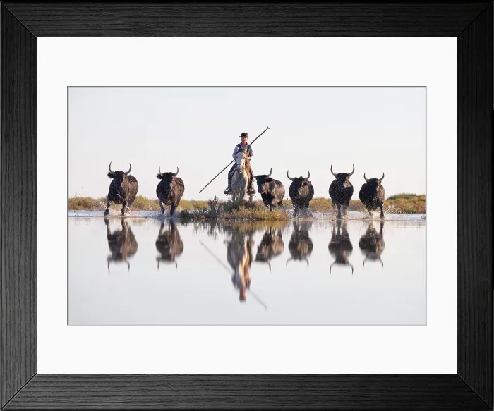 Framed Print : Europe, France, Provence-Alpes-Cote d'Azur, Bouches-du-Rhone, Camargue, Saintes-Maries-de-la-Mer, a gardian (cowboy) herds black bulls through the marshes Framed Print : Europe, France, Provence-Alpes-Cote d'Azur, Bouches-du-Rhone, Camargue, Saintes-Maries-de-la-Mer, a gardian (cowboy) herds black bulls through the marshes