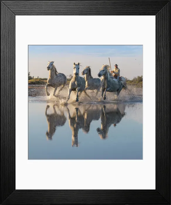 Framed Print : Europe, France, Provence-Alpes-Cote d'Azur, Bouches-du-Rhone, Camargue, Saintes-Maries-de-la-Mer, white horses running through the marshes Framed Print : Europe, France, Provence-Alpes-Cote d'Azur, Bouches-du-Rhone, Camargue, Saintes-Maries-de-la-Mer, white horses running through the marshes
