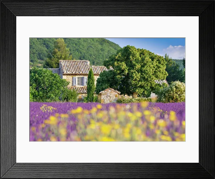 Framed Print : France, Provence Alpes Cote d'Azur, Provence, Banon, a lavender field & yellow flowers in front of a stone house near the village of Banon