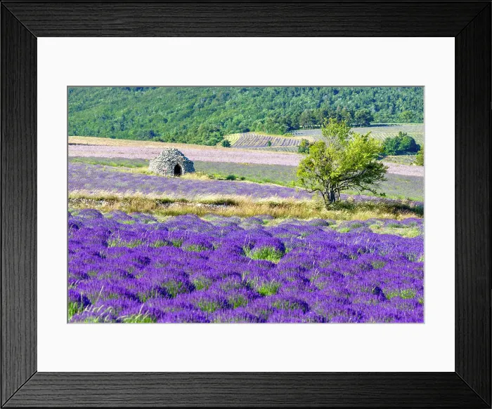 Framed Print : France, Provence Alpes Cote d'Azur, Provence, a traditional stone borie sits in a field of lavender near Sault Framed Print : France, Provence Alpes Cote d'Azur, Provence, a traditional stone borie sits in a field of lavender near Sault