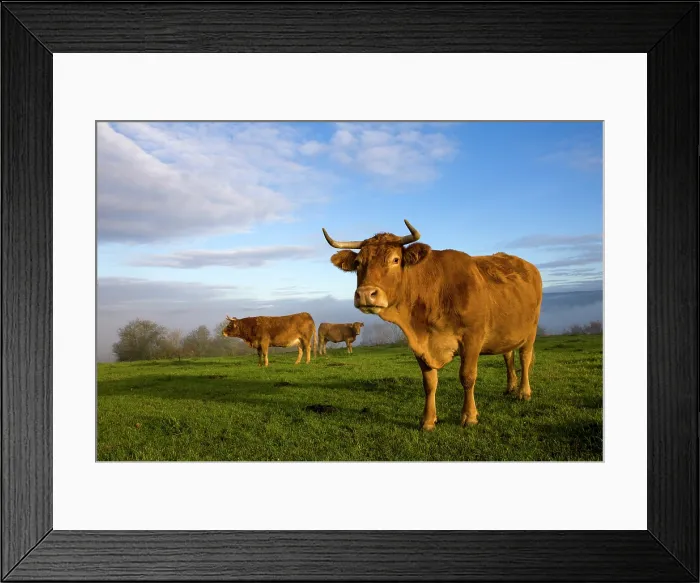 Framed Print : Limousin cows, Curemonte, Correze, Nouvelle-Aquitaine, France Framed Print : Limousin cows, Curemonte, Correze, Nouvelle-Aquitaine, France