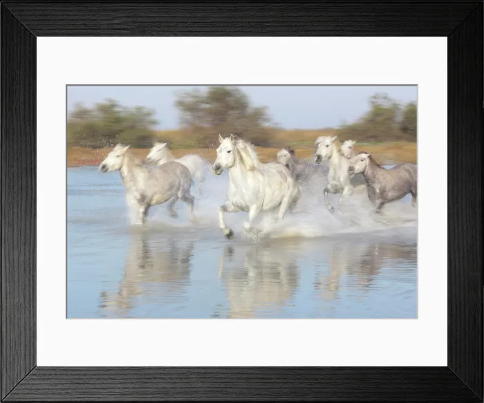 Framed Print : Europe, France, Provence-Alpes-Cote d'Azur, Bouches-du-Rhone, Camargue, Saintes-Maries-de-la-Mer, white horses running through the marshes Framed Print : Europe, France, Provence-Alpes-Cote d'Azur, Bouches-du-Rhone, Camargue, Saintes-Maries-de-la-Mer, white horses running through the marshes