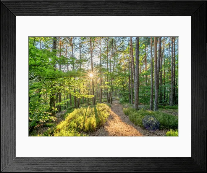Framed Print : Hiking path near Busenberg near Dahn in the evening light, Dahn, Palatinate Forest, Wasgau, Dahner Felsenland, Rhineland-Palatinate, Germany Framed Print : Hiking path near Busenberg near Dahn in the evening light, Dahn, Palatinate Forest, Wasgau, Dahner Felsenland, Rhineland-Palatinate, Germany