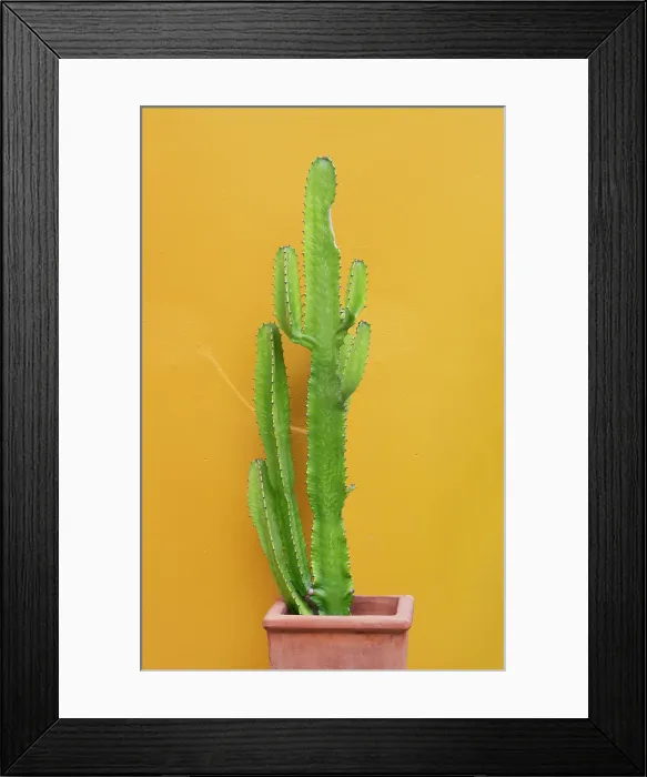 Framed Print : Greece, Ionian Islands, Corfu, Corfu town, Cactus against yellow wall