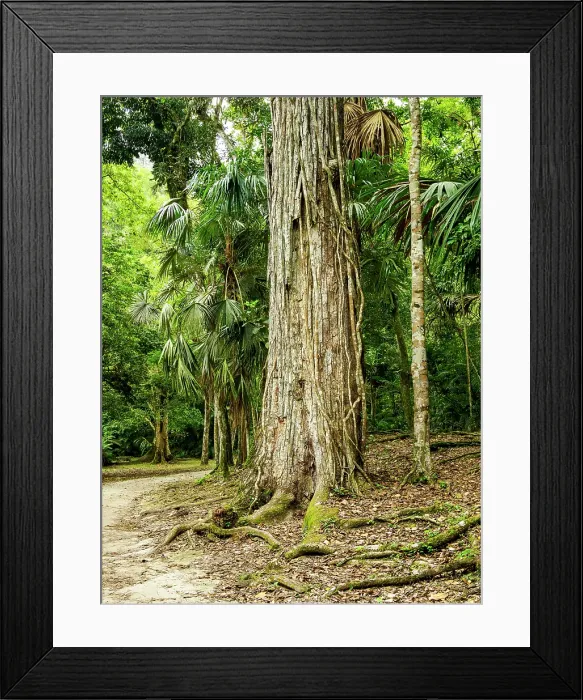 Framed Print : Rainforest at Tikal, Peten Department, Guatemala Framed Print : Rainforest at Tikal, Peten Department, Guatemala