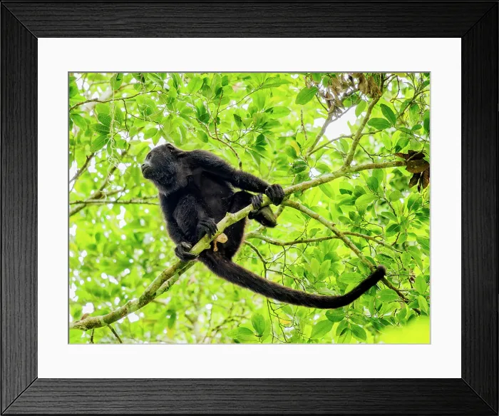 Framed Print : Mantled howler (Alouatta palliata), Tikal, Peten Department, Guatemala Framed Print : Mantled howler (Alouatta palliata), Tikal, Peten Department, Guatemala