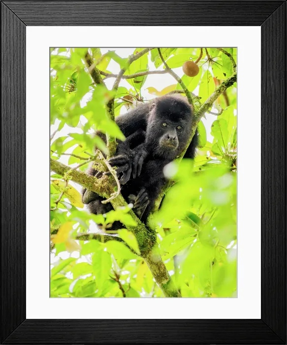 Framed Print : Mantled howler (Alouatta palliata), Tikal, Peten Department, Guatemala Framed Print : Mantled howler (Alouatta palliata), Tikal, Peten Department, Guatemala