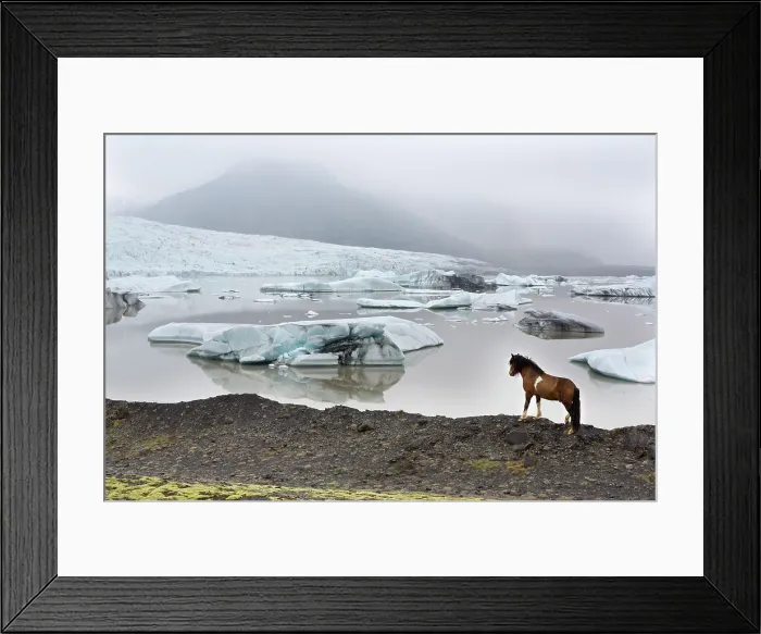 Framed Print : Iceland, Vik, an Icelandic horse stands next to a glacier in South Iceland Framed Print : Iceland, Vik, an Icelandic horse stands next to a glacier in South Iceland