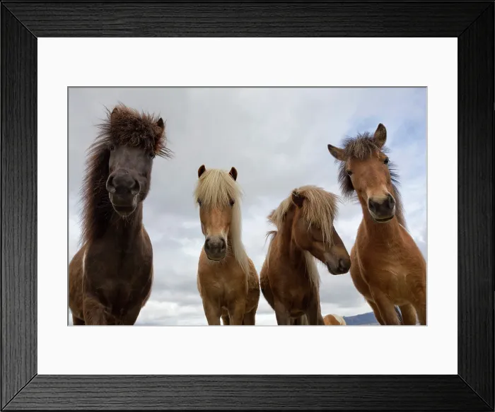 Framed Print : Iceland, Vik, Icelandic horses Framed Print : Iceland, Vik, Icelandic horses