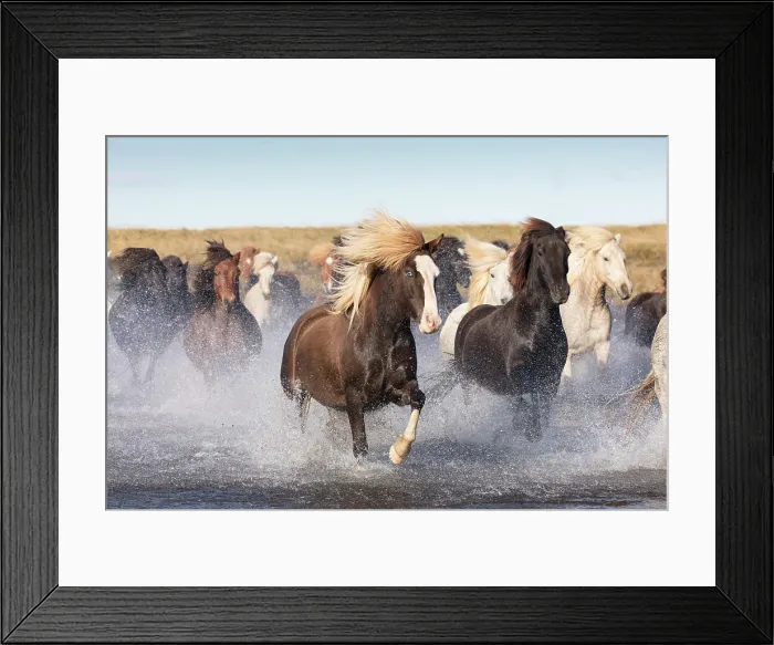 Framed Print : Iceland, a herd of Icelandic horses run across a river in South Iceland Framed Print : Iceland, a herd of Icelandic horses run across a river in South Iceland