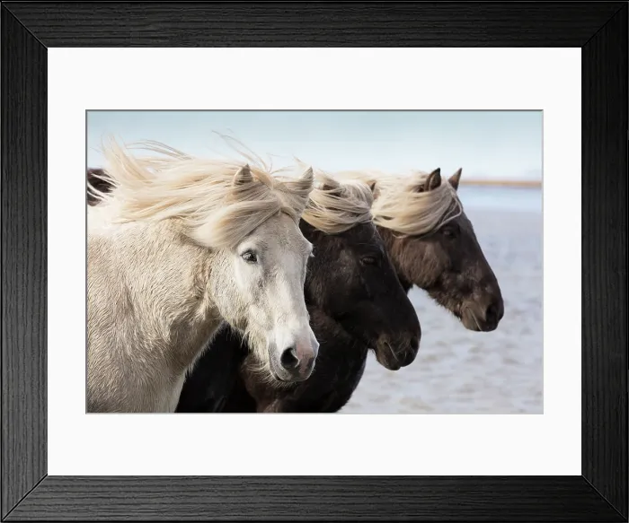 Framed Print : Iceland, Icelandic horses Framed Print : Iceland, Icelandic horses